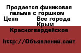 Продается финиковая пальма с горшком › Цена ­ 600 - Все города  »    . Крым,Красногвардейское